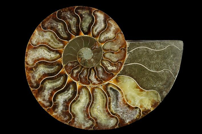 Agatized Ammonite Fossil (Half) - Madagascar #139685